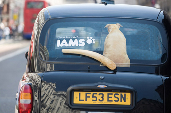 iams_1.jpg