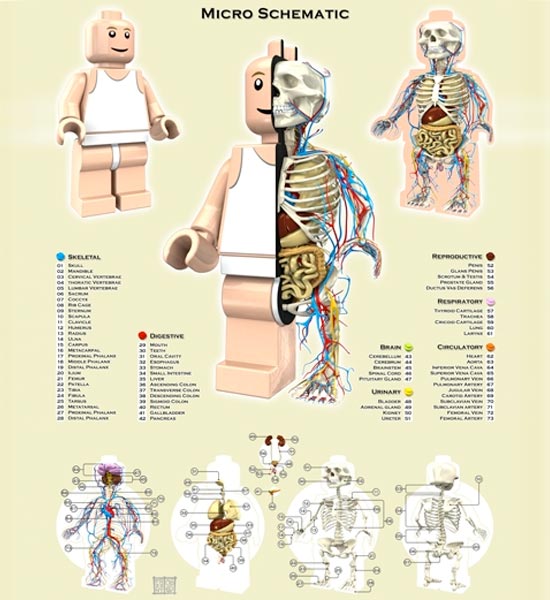 anatomy posters by jason freeny