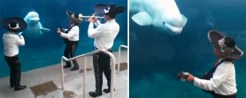 mariachi band serenades juno the beluga