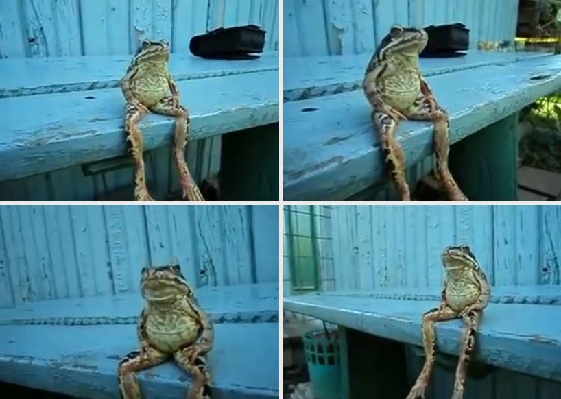 frog sitting on a bench like a human