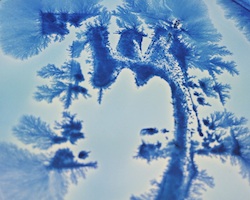 living language uses bacterium to model hebrew characters