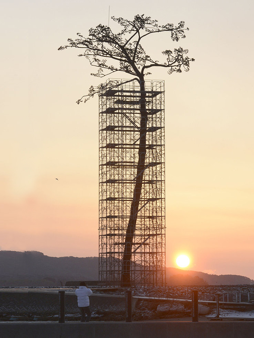 miracle pine - single tree that survived 2011 tsunami turned into monument