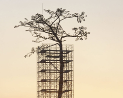 japan's miracle pine is turned into a monument