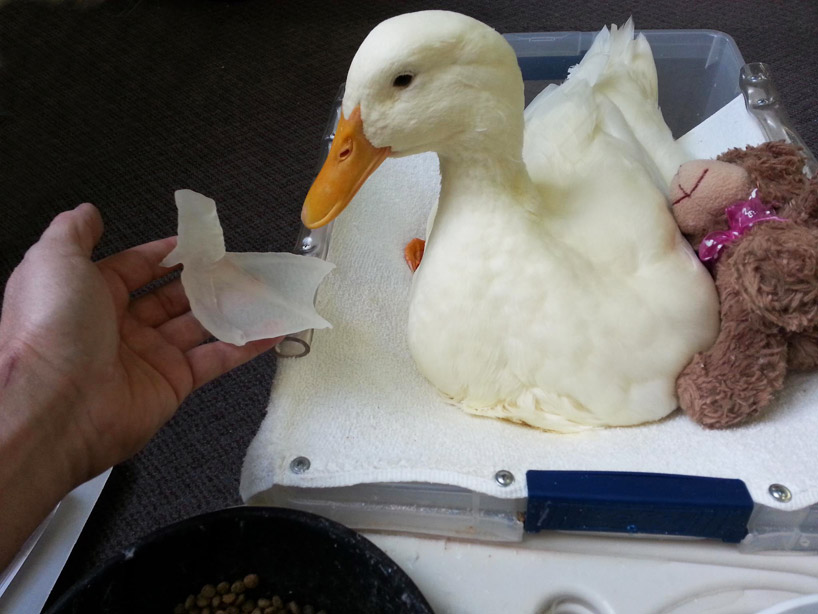 3D printed prosthetic foot saves duck's life