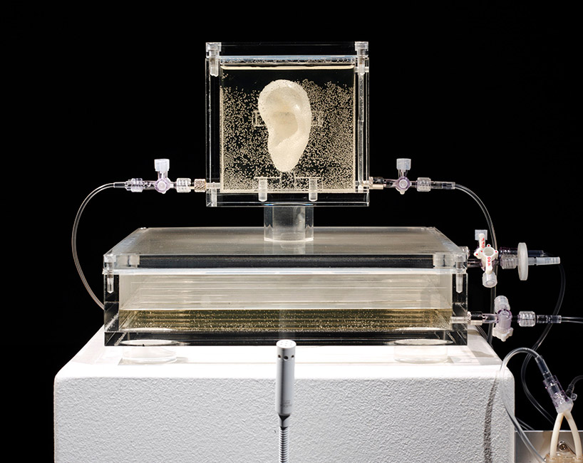 artist has grown van gogh's ear with DNA and a 3D printer
