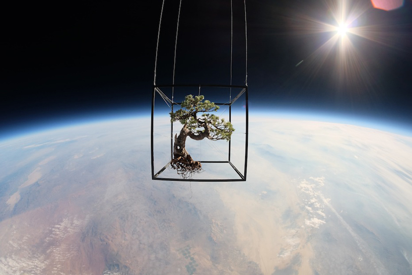 azuma makoto sends 50 year old bonzai tree into space for exobiotanica project