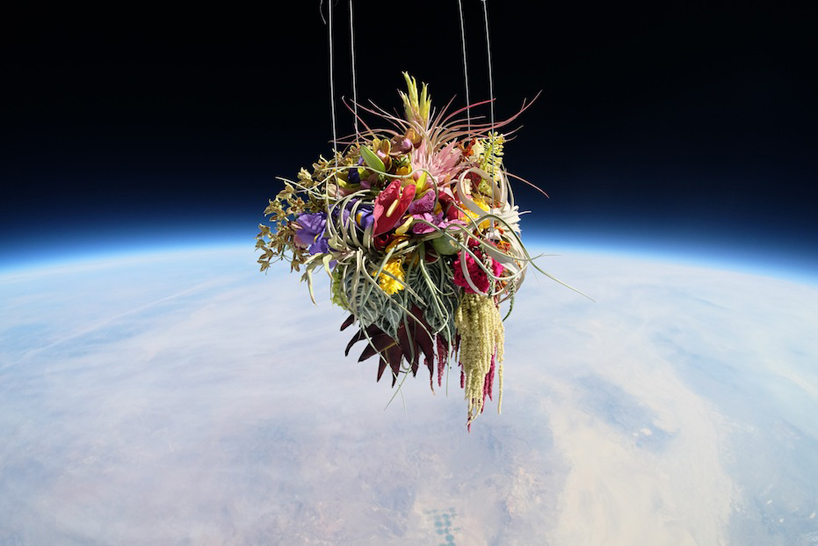 azuma makoto launches 50 year old botanical bonzai tree into outer space