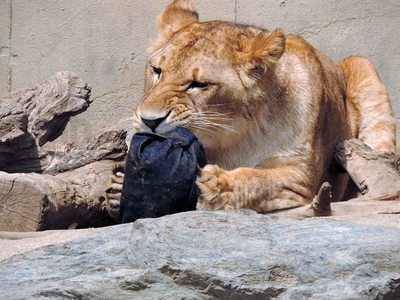 japanese zoo jeans are ripped and torn by tigers 
