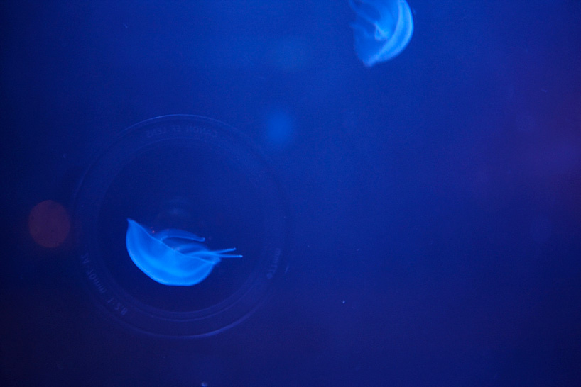 jellyfish tank by walter hugo zoniel