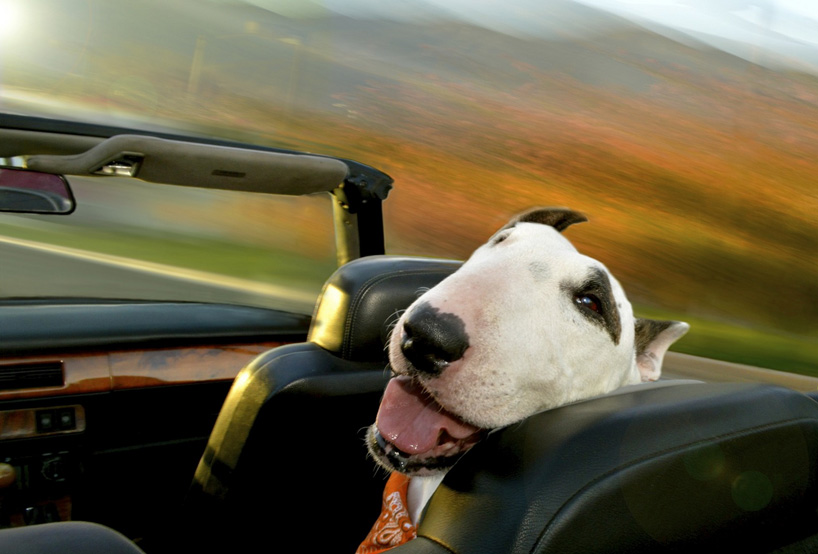 the unbounded delirium of dogs in cars captured by lara jo regan