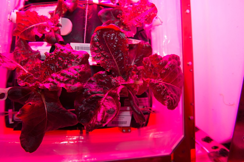nasa-veggie-food-project-designboom-02