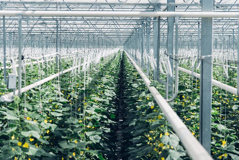 climeworks aircapturing plant takes C02 from the atmosphere and feeds