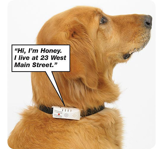 Collar amazon petspeak Custom Dog