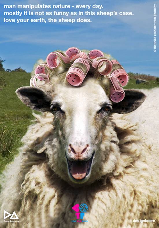 matthias zschaler: curled sheep