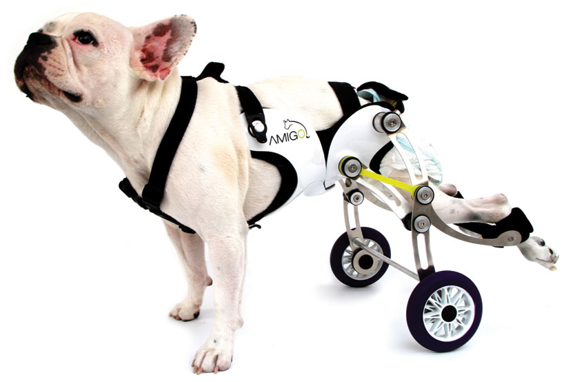 nir shalom: amigo dog wheelchair