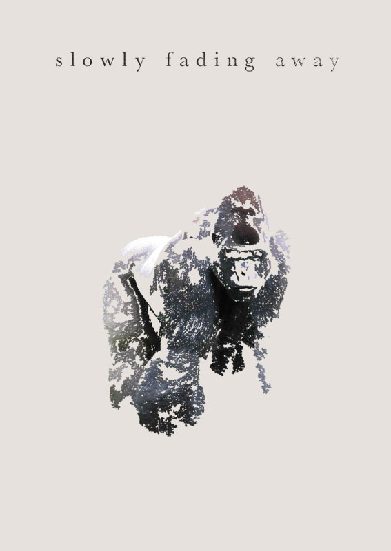 gorilla_fading_away_s.jpg
