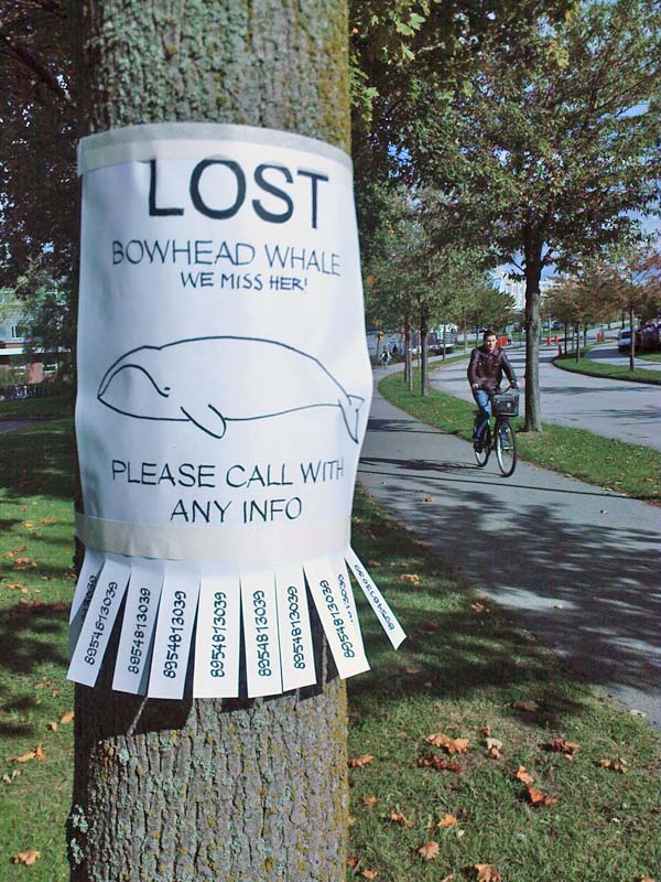 i_lost_my_whale_02.jpg