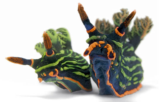 nudibranchs photographed by david doubilet for national geographic
