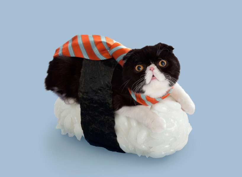 felines dress up with seaweed and rice for sushi cats series