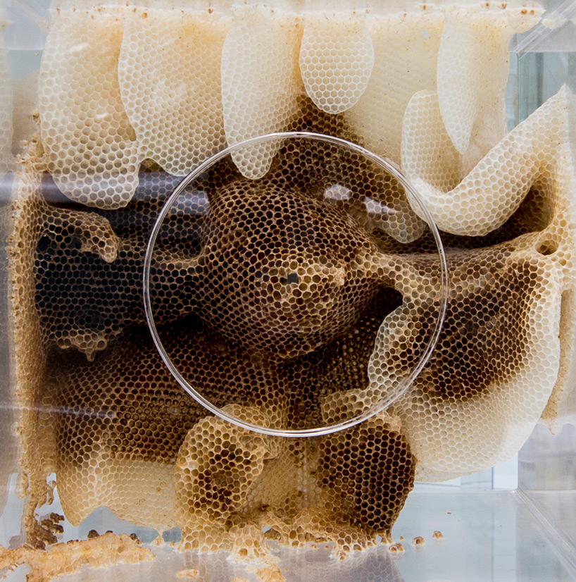 ren ri makes a buzz at pearl lam galleries with beeswax sculptures