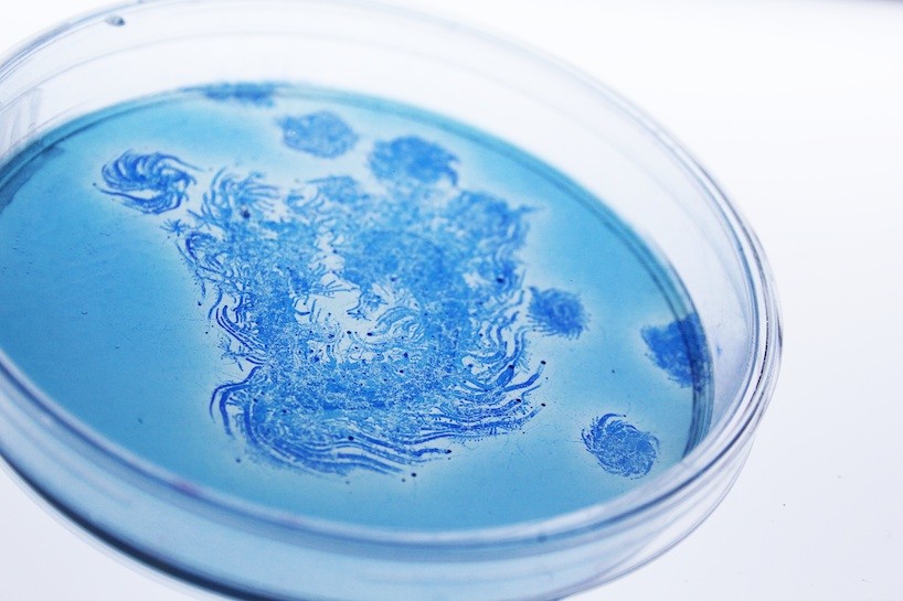 чашка микробиологическая (петри). петри вода. чашка петри лабораторная. петри вода. петри вода.