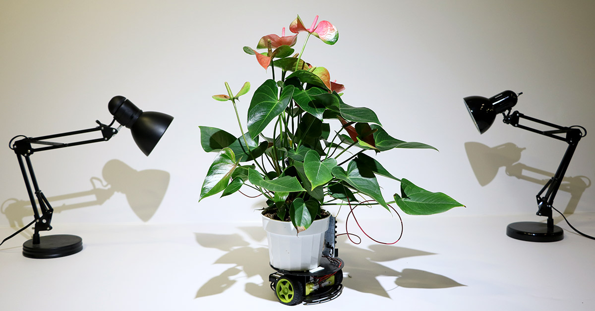 meet elowan, a plant-robot hybrid that knows where the light is