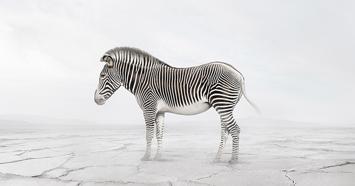 アート・デザイン・音楽 RED DATA ANIMALS 01-01