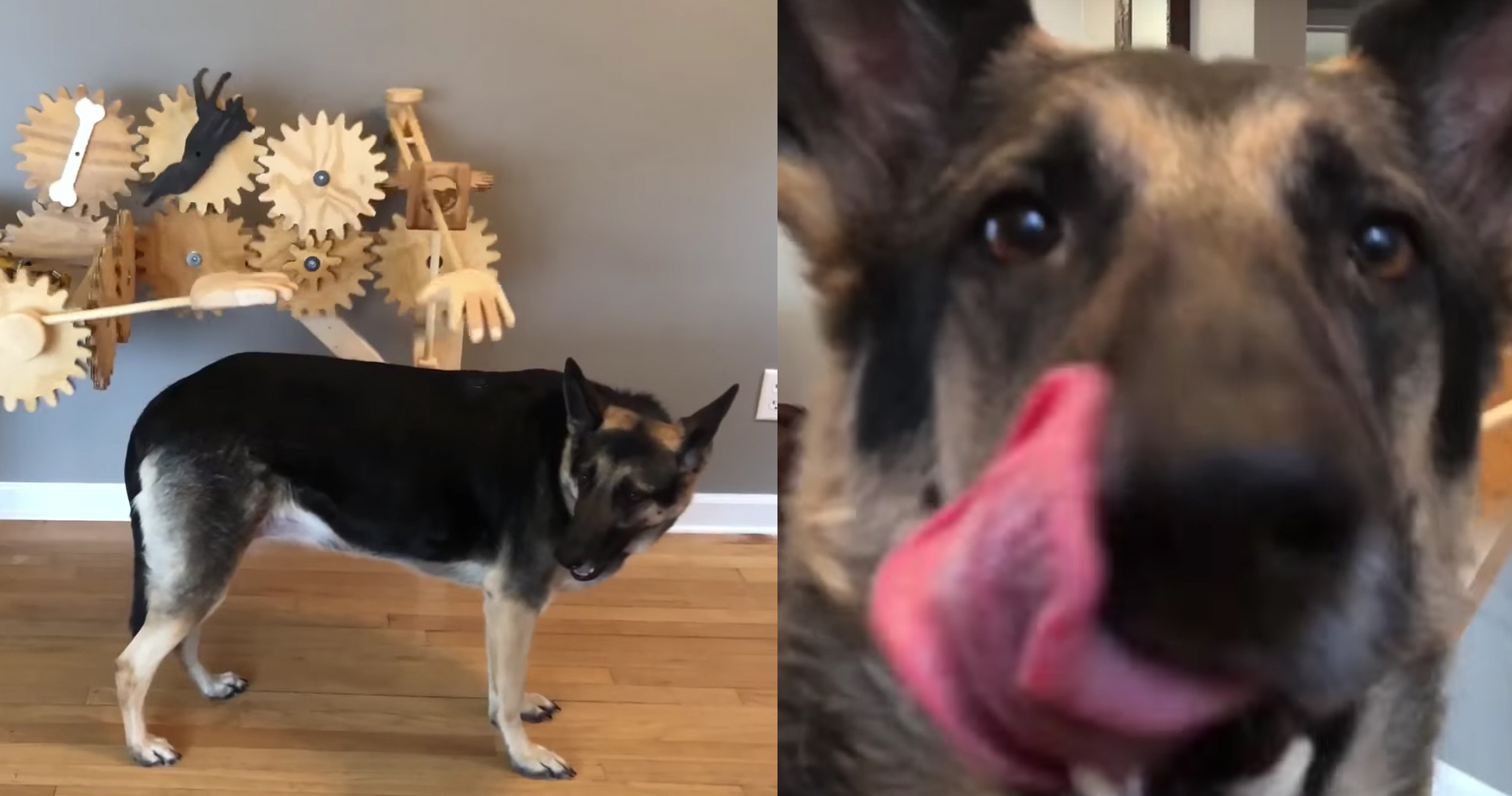 automated wooden dog petter contraption satisfies german shepherd