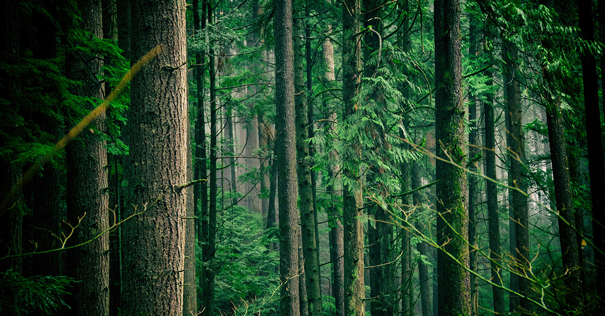 climate change, can planting a trillion trees save us from it?