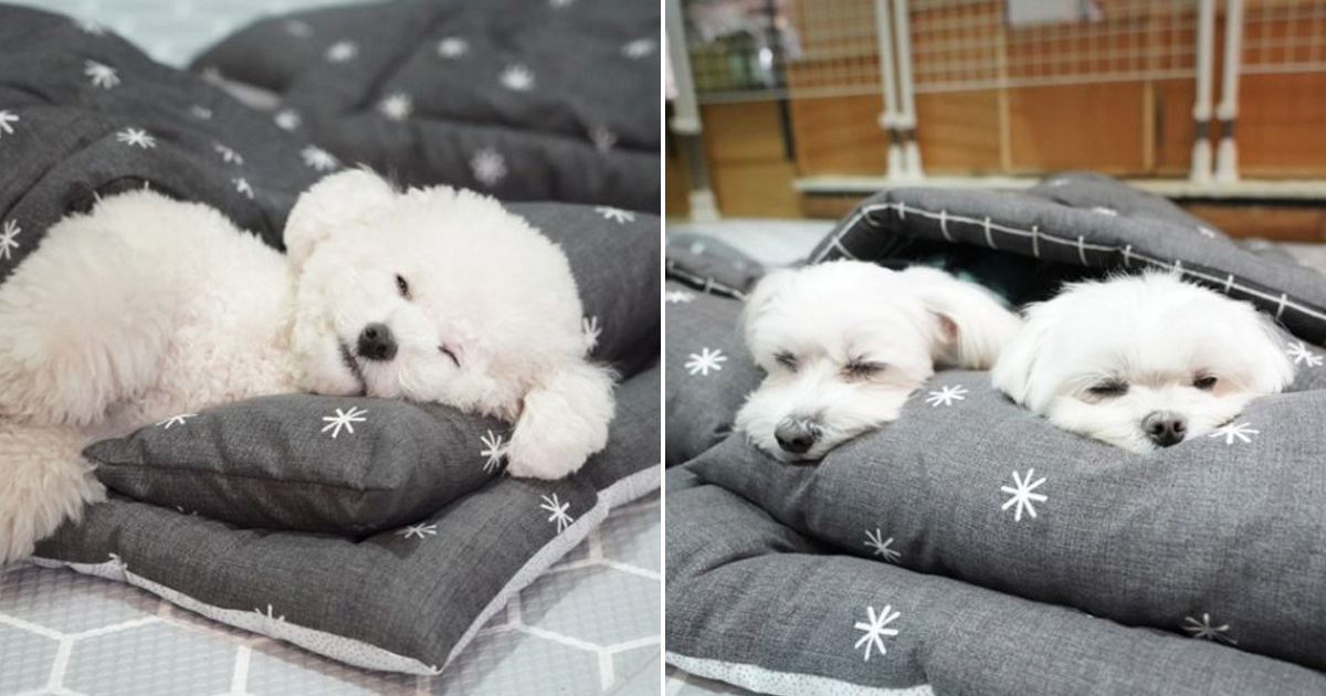 this puppy daycare center in south korea provides ultimate pet wellbeing
