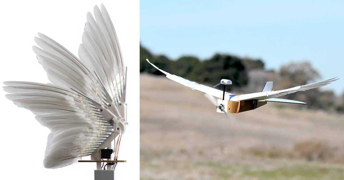 robot bird built using 40 pigeon feathers flies the thing
