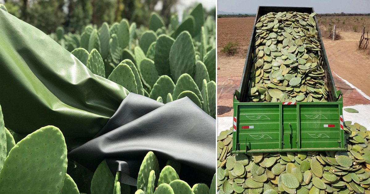 Fashion Company Is Making Products With Mexican Cactus - EcoWatch