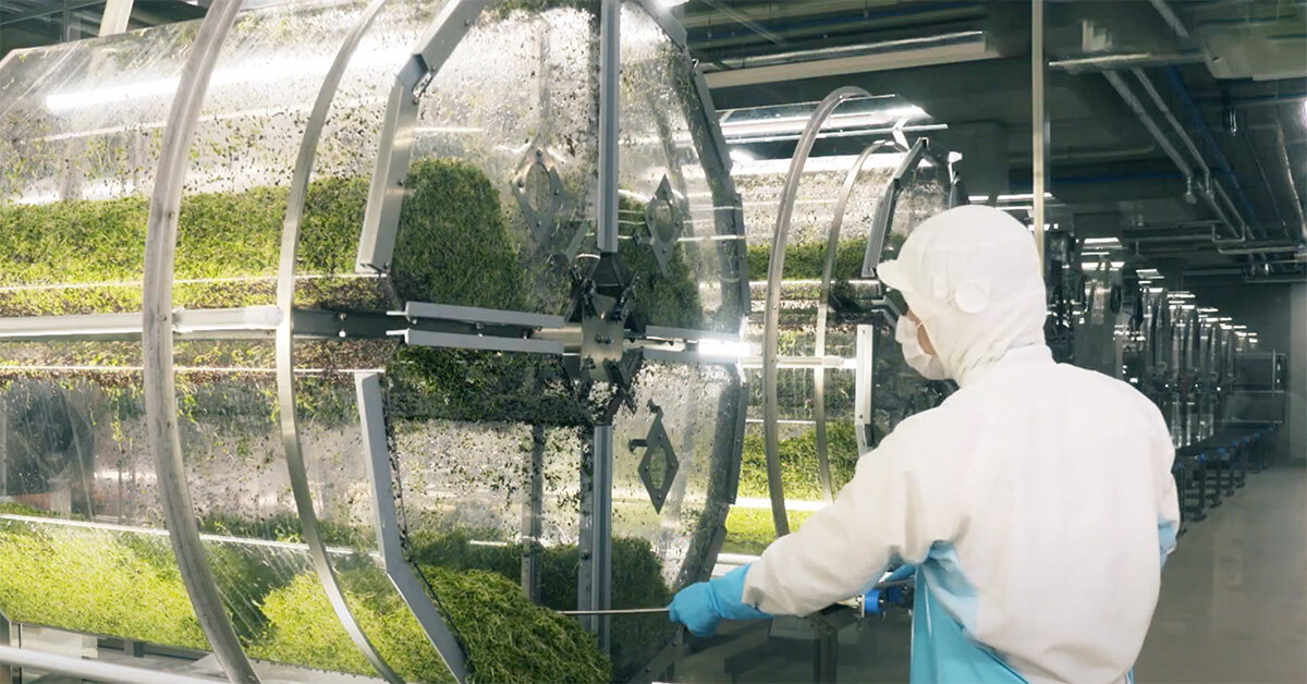 sprout出品 Finally my own sprout! : r/sanpedrocactus