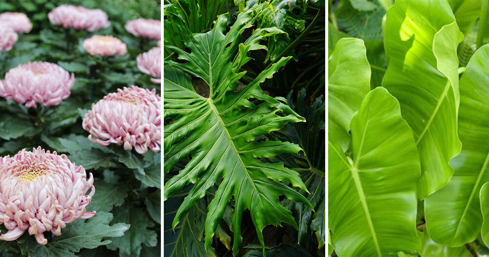 in search of clean air NASA's top list of airfiltering indoor plants