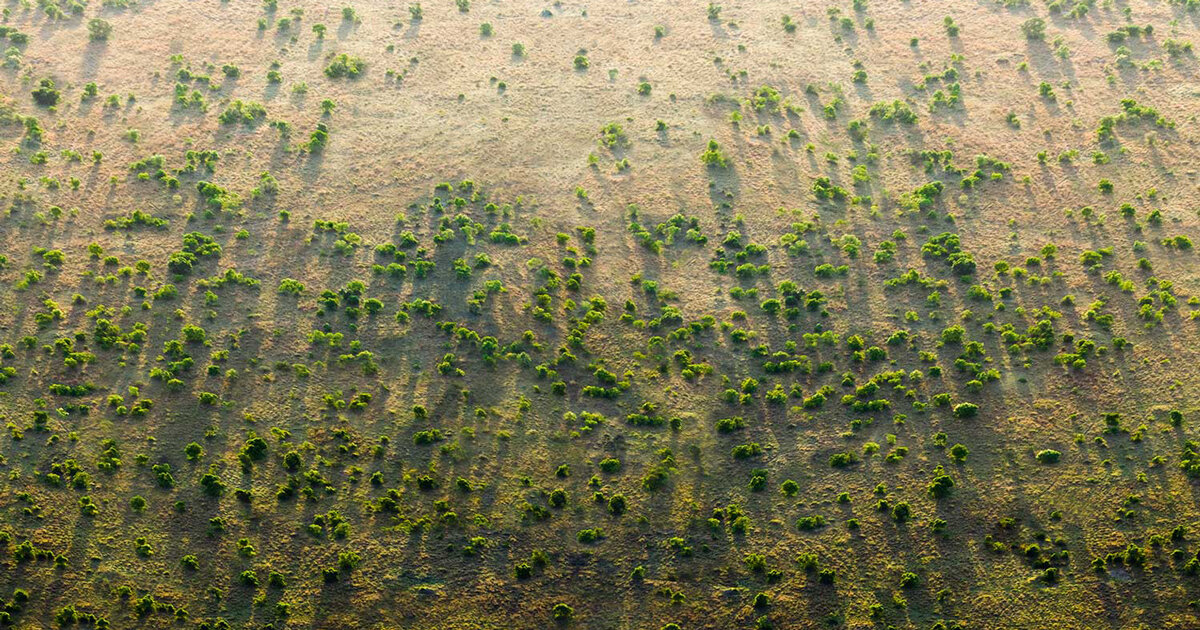 africa's great green wall, countries unite to build an 8,000 km line of