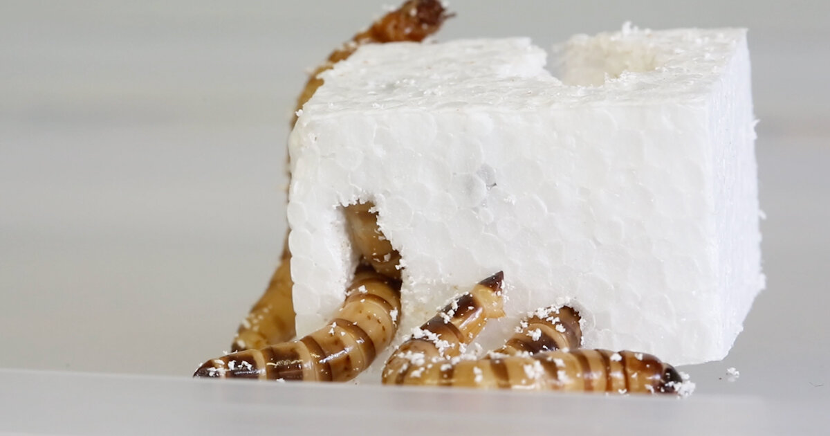 polystyrene eating worms could help tackle plastic waste, say scientists