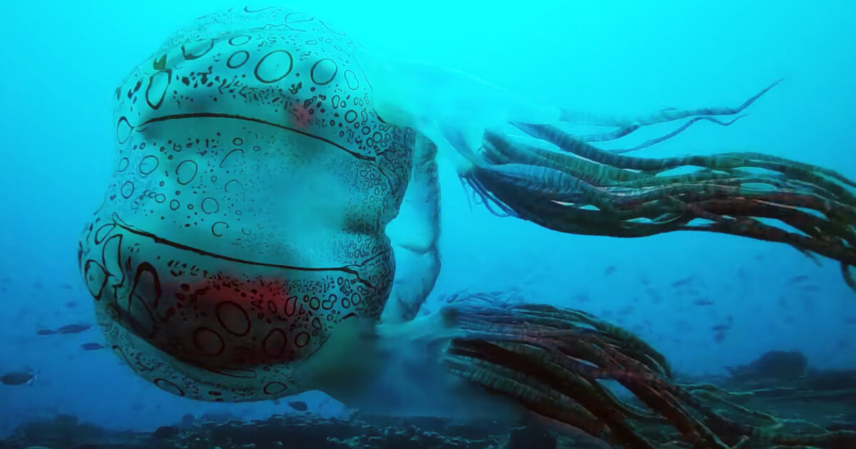 new rare jellyfish filmed by a scuba diver has the size of a soccer ball