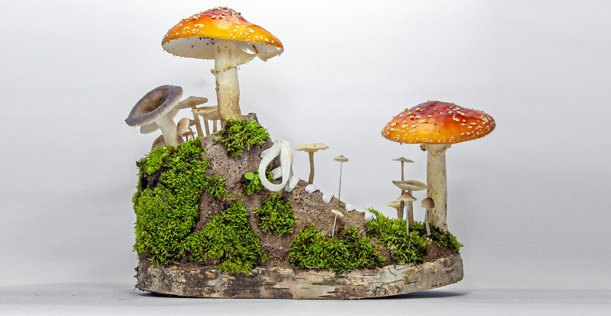 monsieur plant carves a series of sneakers out of tree barks and growing fungi