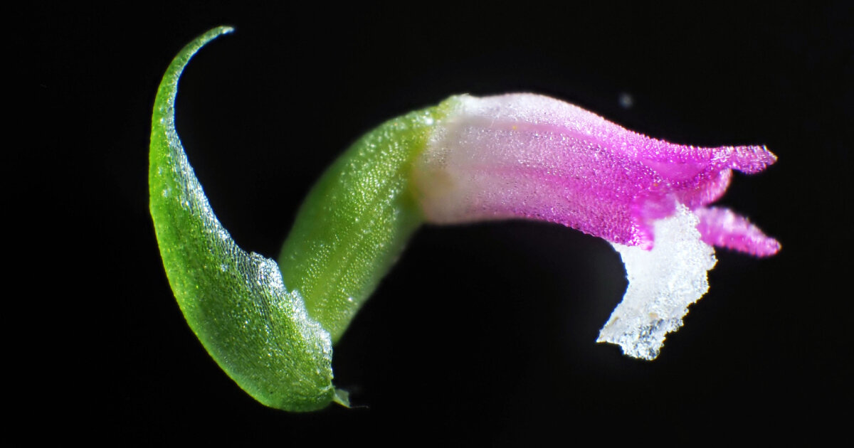 new ethereal pink orchid species in japan sprouts like mythical glasswork
