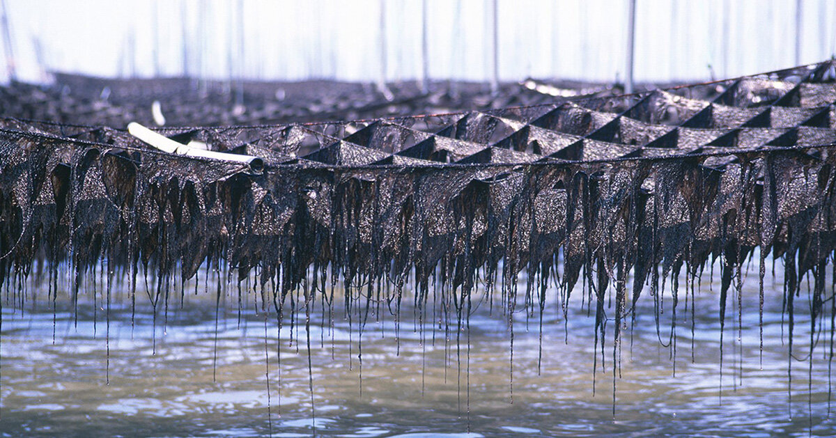 nori-pigment-kaori-akiyama-