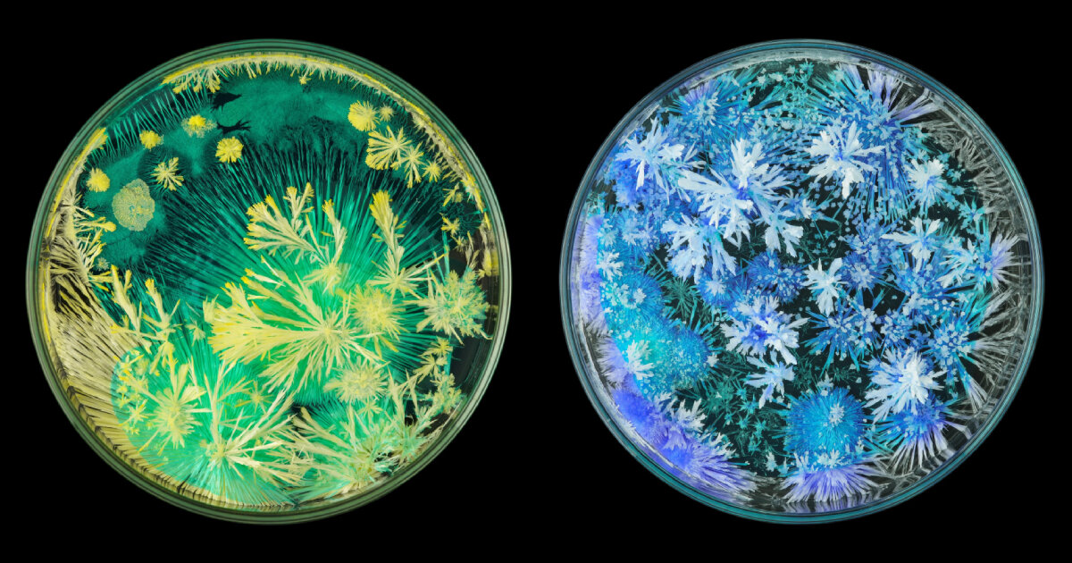 colorful crystals show how they naturally grow within a garden of glass petri dishes