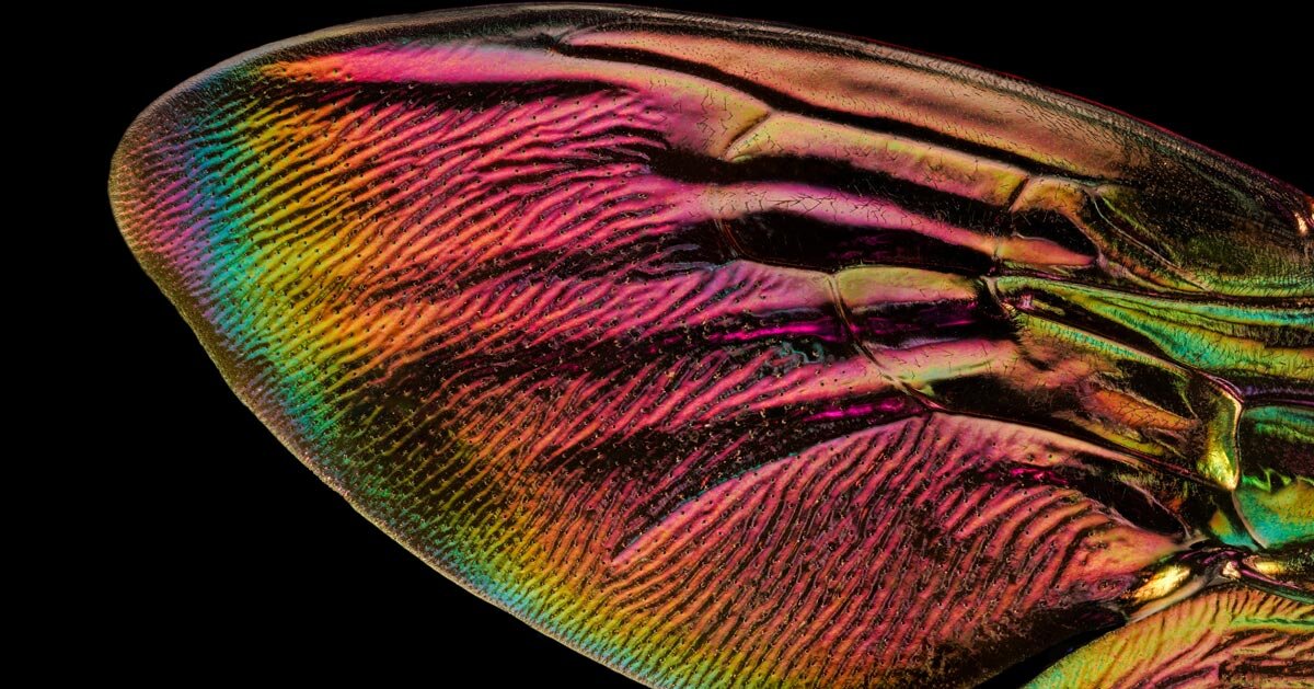 iridescent insect wings glow in chris perani's macro portraits series