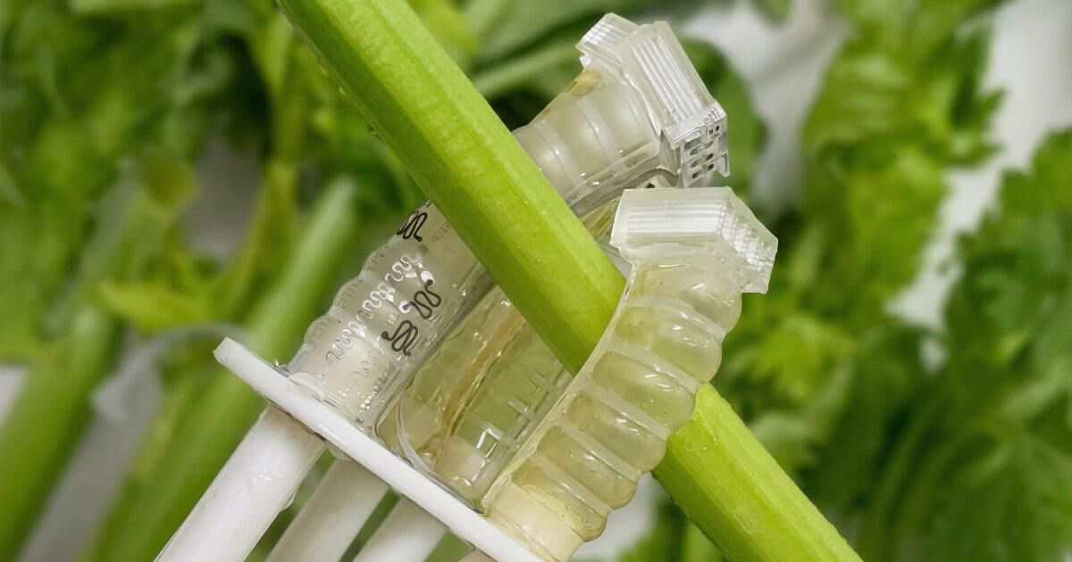 stretchable robotic fingers for surgery decomposes in soil and becomes fertilizer