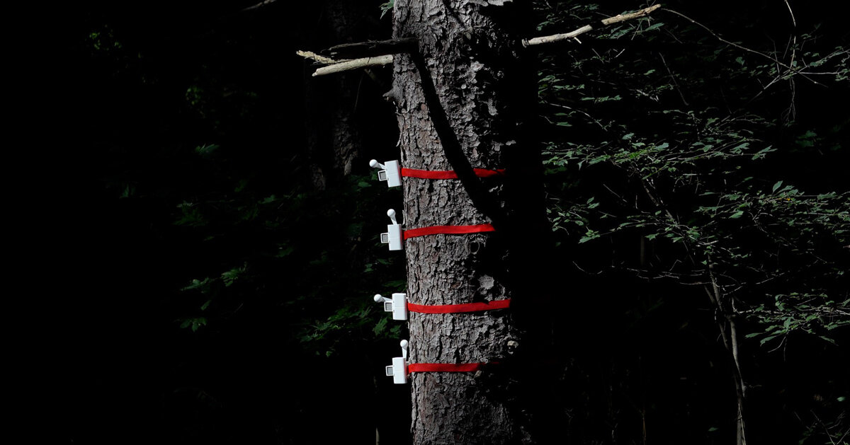 tree-mounted machines connect to web app to let users knock on wood remotely