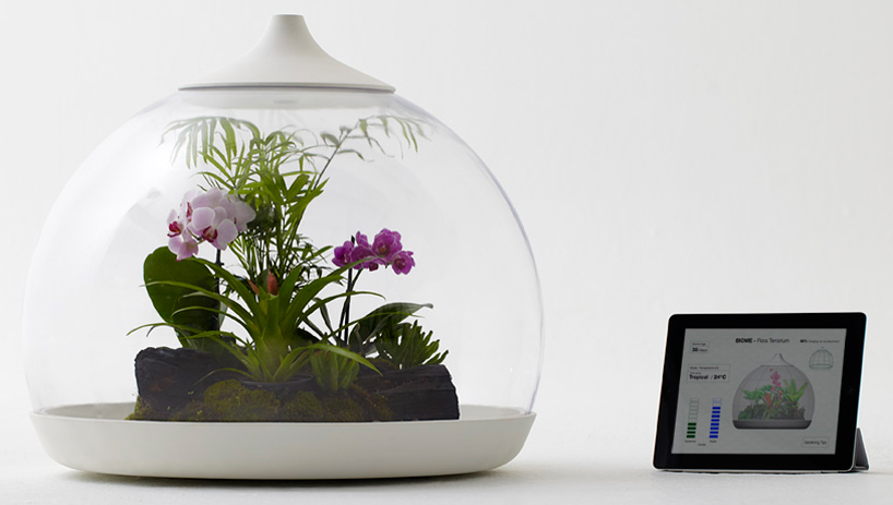 samuel wilkinson: biome terrarium