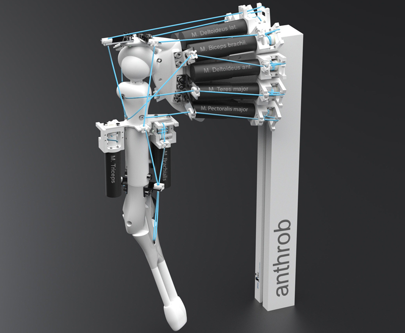 eccerobot mimics human skeleton and muscles