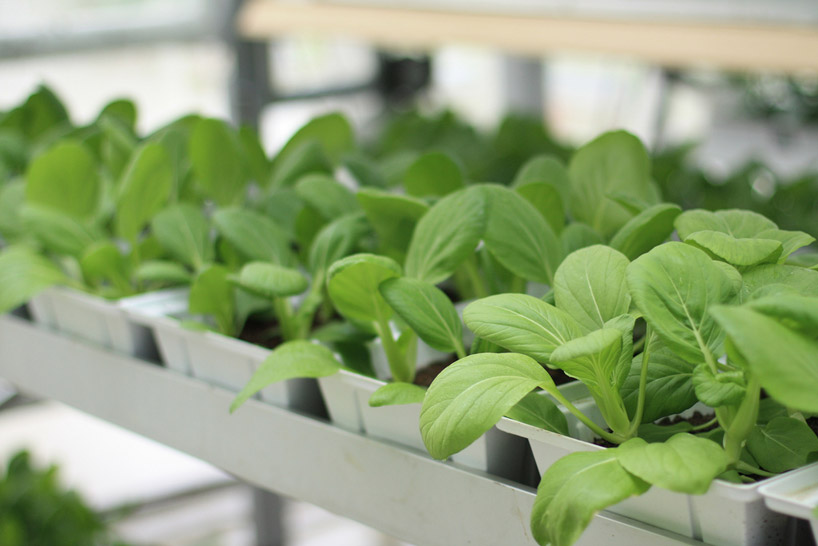 first commercial vertical farms in singapore