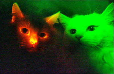 red fluorescent cat cloned