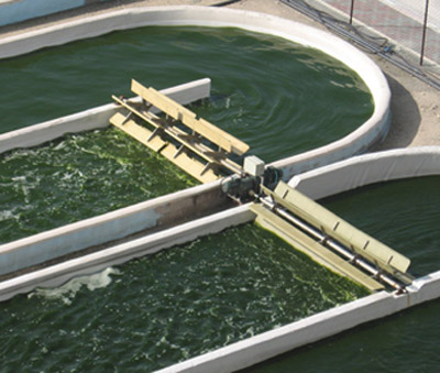world's largest algal biofuel project in UK