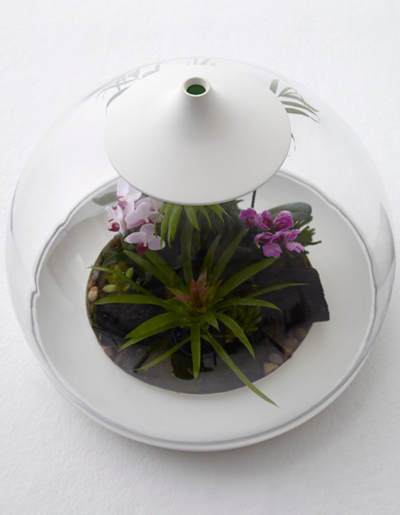 samuel wilkinson: biome terrarium